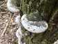 Parázstapló (Phellinus igniarius), Vértes